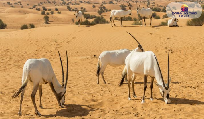 Tour di 4 giorni in Arabia Saudita e Madain Saleh e Al Ula da Aqaba - Giordania